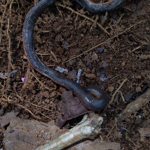 Photo of a Salty Earth Snake (Rhinophis sanguineus)