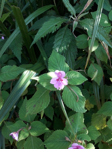 Image of Impatiens sylvicola by (c) Gonzalo Roget, some rights reserved (CC BY)