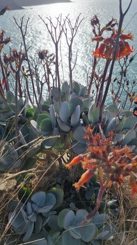 Cotyledon orbiculata