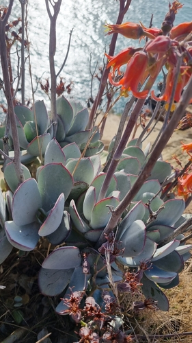 Cotyledon orbiculata