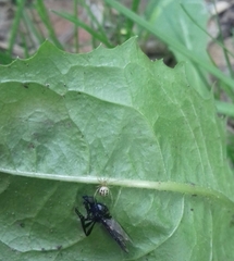 Enoplognatha ovata