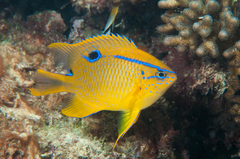 Multispine Damselfish photo 4