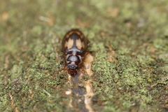 Philophlaeus luculentus