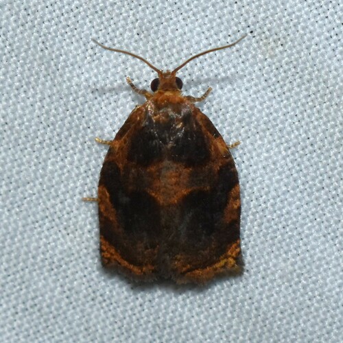 Smoked Leafroller Moth photo 2