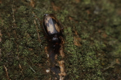 Philophlaeus luculentus