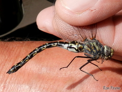 Gomphaeschna furcillata