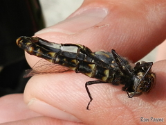 Gomphaeschna furcillata