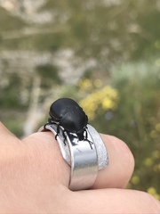 Ablattaria laevigata