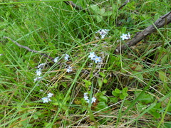 Myosotis decumbens