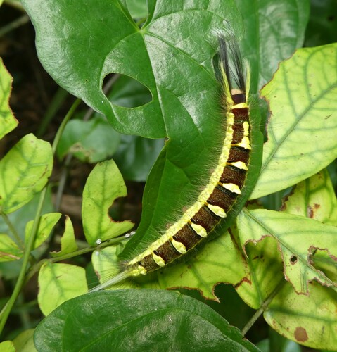 Chrysopsyche mirifica