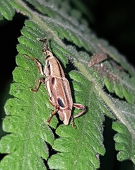 Sphenocorynes kosempoensis