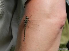 Gomphaeschna furcillata