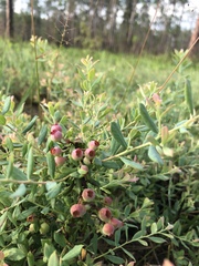 Vaccinium darrowii image