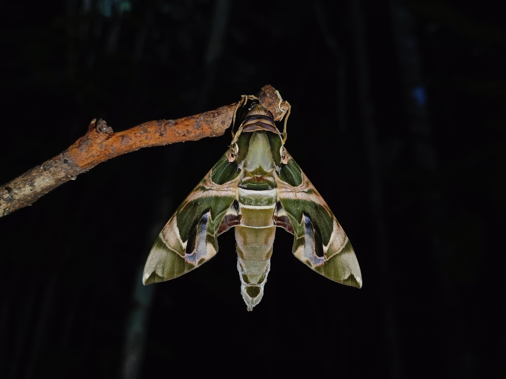 Jade Hawkmoth