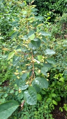Magnoliopsida