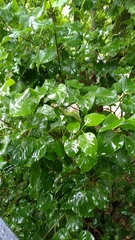 Magnoliopsida