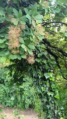 Cotinus coggygria