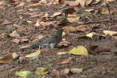 Cacomantis passerinus