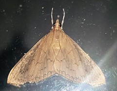 Hyalobathra crenulata