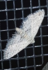 Araeopteron canescens