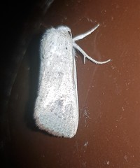 Leucania dasycnema