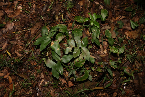 Image of Pellaea paradoxa by (c) Greg Tasney, some rights reserved (CC BY-SA)