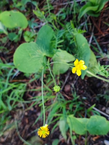Image of Ranunculus thora by (c) Andreas Schneider, some rights reserved (CC BY)