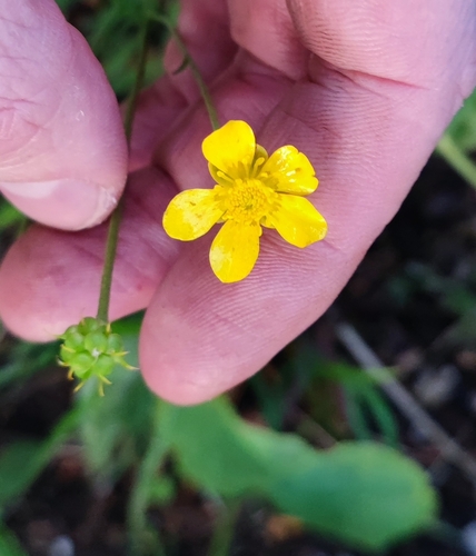Image of Ranunculus thora by (c) Andreas Schneider, some rights reserved (CC BY)