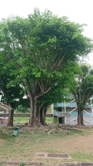 Angiospermae