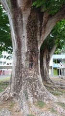 Angiospermae