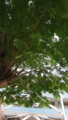 Angiospermae