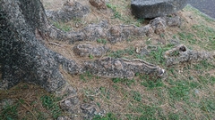 Angiospermae