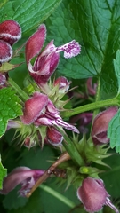 Lamium orvala