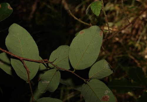 Image of Leichardt's Ironbark (Bridelia leichhardtii) by (c) Greg Tasney, some rights reserved (CC BY-SA)