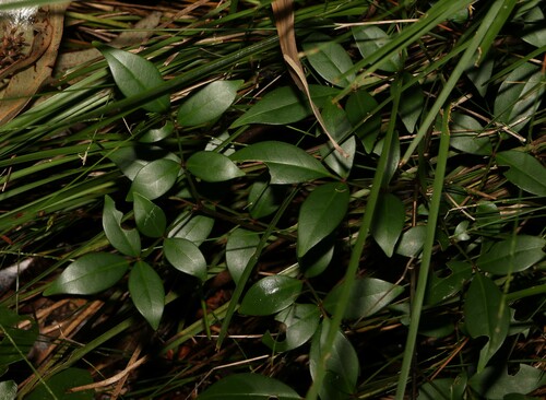 Image of Pandorea jasminoides by (c) Greg Tasney, some rights reserved (CC BY-SA)