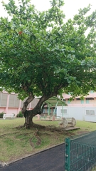 Terminalia catappa