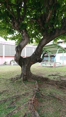 Terminalia catappa