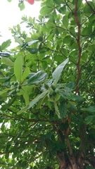 Terminalia catappa