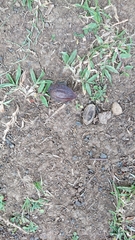 Terminalia catappa