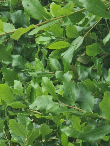 Quercus morisii