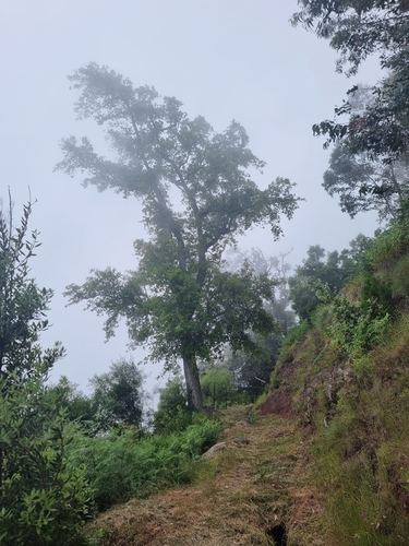 Quercus × morisii, photograph 1