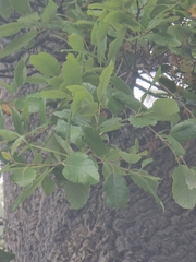 Vítor Jorge, CC BY, iNaturalist via GBIF Quercus × morisii, photograph Vítor Jorge, CC BY, iNaturalist via GBIF
