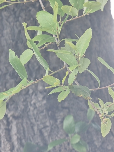 Quercus × morisii, photograph 4