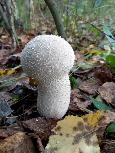 Pestle Puffball