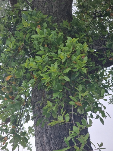 Quercus × morisii, photograph 5