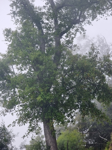 Quercus × morisii, photograph 6