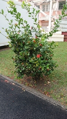 Ixora coccinea