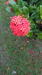 Ixora coccinea