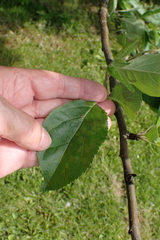Kulturapfel (Malus domestica): Herkunft und Verwendung — Foto 3