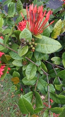 Ixora coccinea
